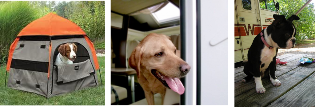 Doggies in campervans